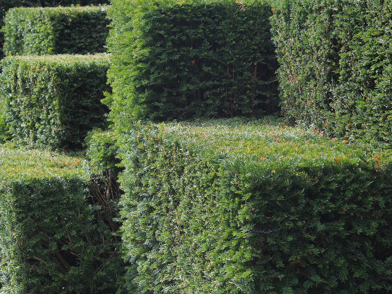 How to Create Stunning Topiary Shapes